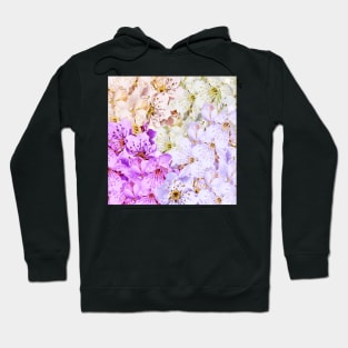 beautiful colorful apple blossoms Hoodie